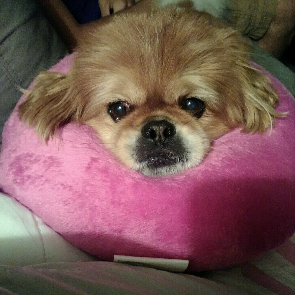 Meet your Posher, Kayla